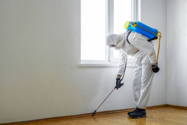 Best Local Pest Control Services  in Sunrise, FL