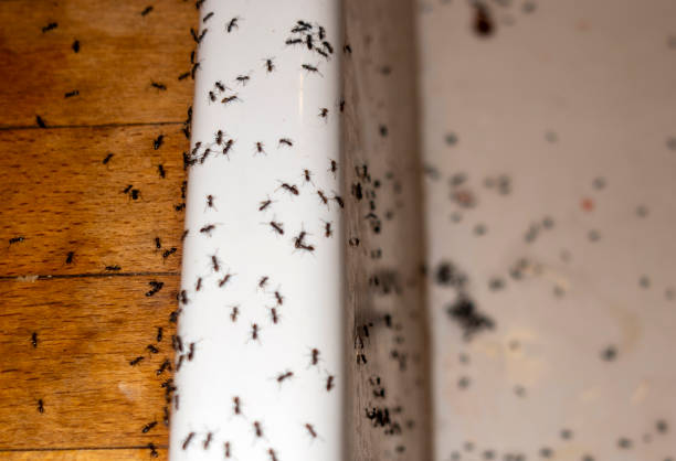 Best Flea Control Services  in Sunrise, FL