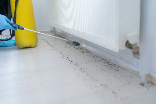 Best Mosquito Control Services  in Sunrise, FL